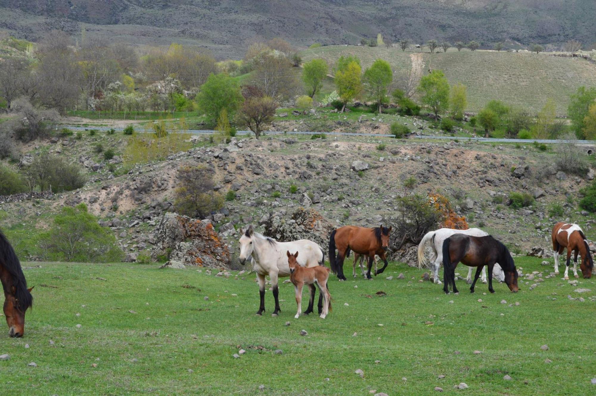 Tirebi Farmhouse Vardzia  Εξωτερικό φωτογραφία